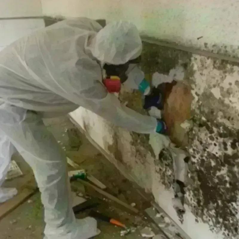 Mold Remediation and Removal in Baraboo, WI